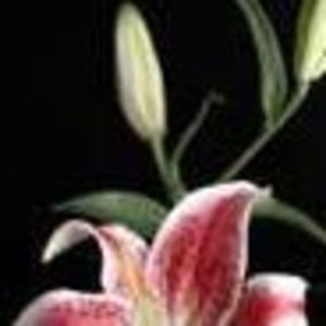 Meet your Posher, Eve